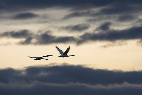 USA-Washington State Skagit Valley-tundra swans flying-winter storm clouds Minimalist Print